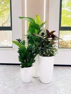 宁波植物租赁方案